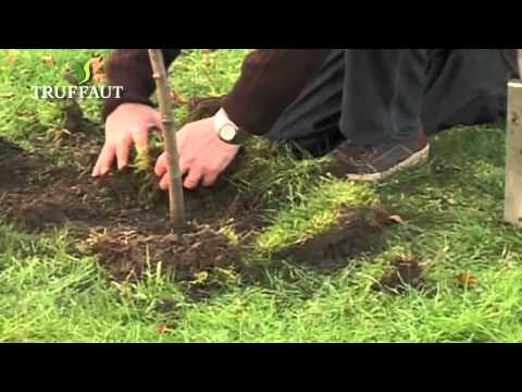 Planter un arbre