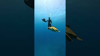 No music. No narration.  Just the ocean, and a quiet meeting. 🐢🌊