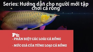 CÁCH NUÔI CÁ RỒNG CHO NGƯỜI MỚI CHƠI- P1: CÁC LOẠI CÁ RỒNG VÀ GIÁ CÁ RỒNG