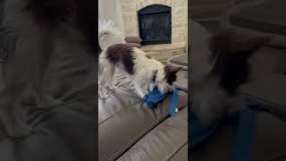 My dog but shes Bladewolf