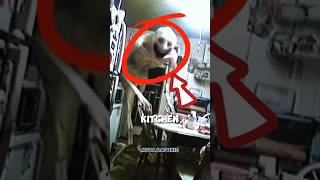 ‼️😱😨“This Hungry Creature Pretends to Be Weak Don’t Fall for It!” #shorts #viral #trending