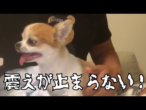 深夜突然の雷に身体の震えが止まらない犬 チワワのチョッピ Youtube