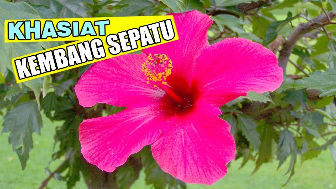 5 Mamfaat Bunga Kembang Sepatu Hibiscus Youtube