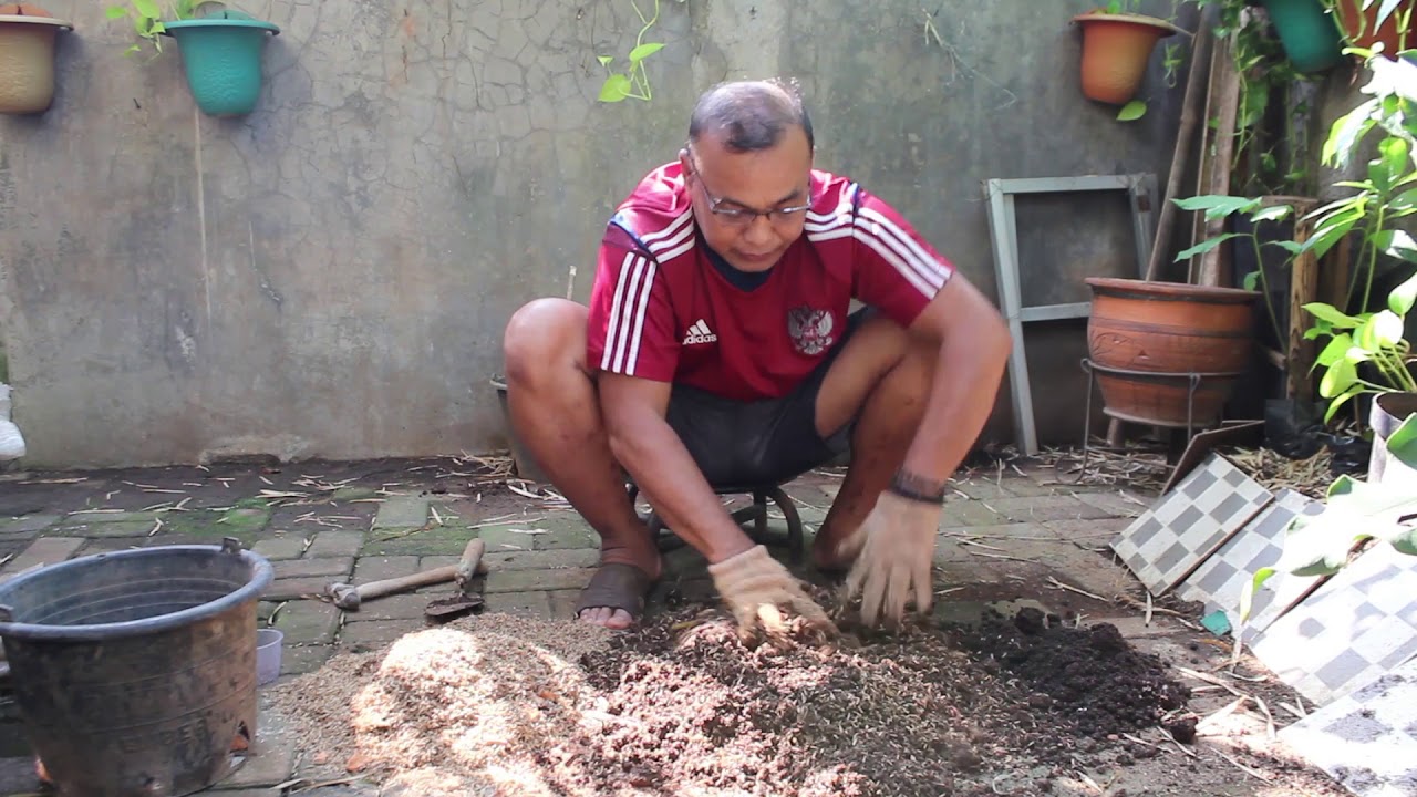  Menanam  kangkung di  pot  ember YouTube