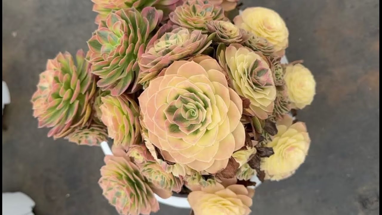 2/21/26 new shipment came shipping US 4088163228