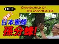 日本蜜蜂の孫分蜂　2014/07/05　　　　 Grandchild of the Japanese bee　　　　　　　　　　　　　　　　　　　　　　　　　　　　　　　　　　　のんびりおやじJHB
