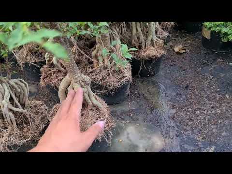 Video CÂY CẢNH BONSAI MINI GIÁ RẺ ( 0387849762) - youtube
