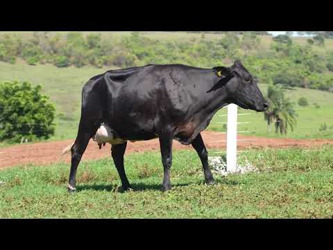 LOTE 14 790