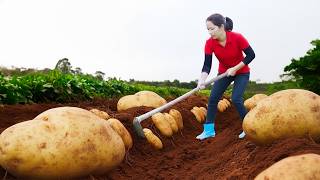 Download Lagu Harvesting 1000+kg GIANT Exotic Potato on The Field Goes To Market Sell, French Fries Recipe MP3
