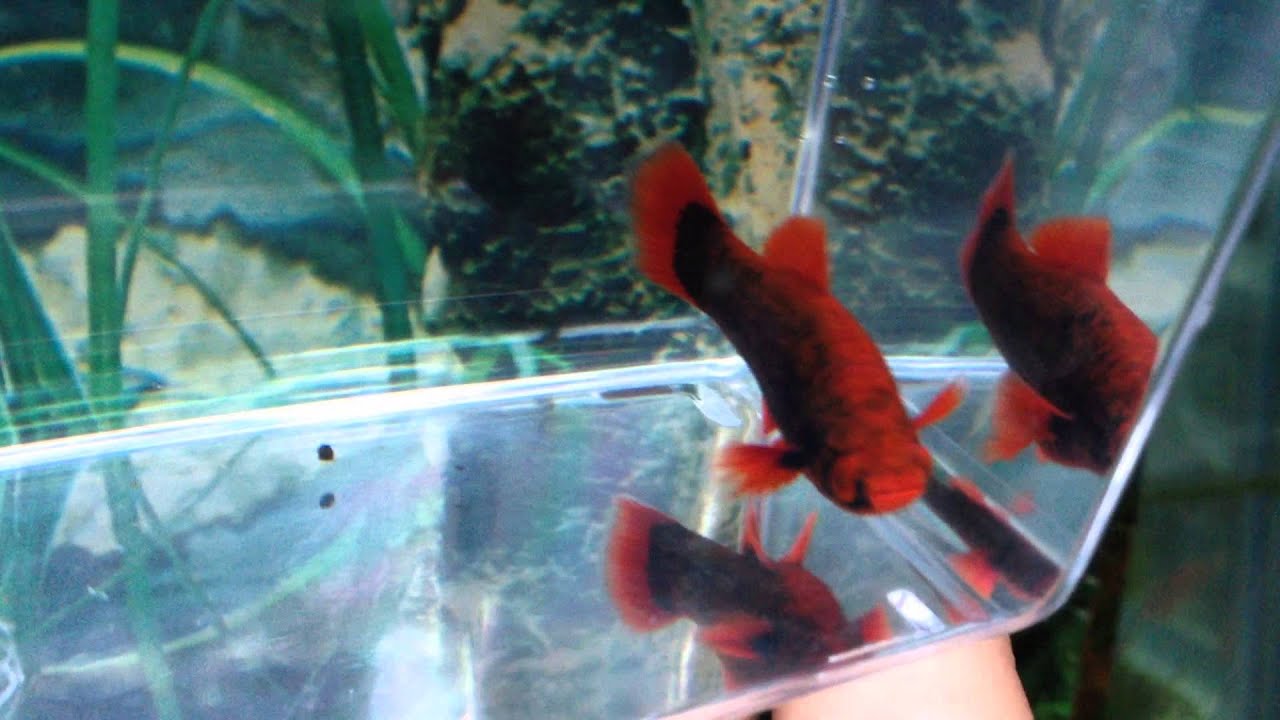 Lowfin "red alpha" swordtail (03/25/15) juvenile YouTube