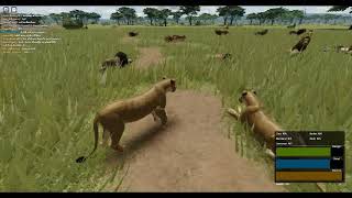 HUGE LION COALS FIGHTING FOR DOM! | Wild savanna gameplay|