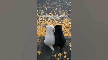 Stupid things we do😉.#shorts #friendship #enjoying #stupidity #friends #passobemsolto