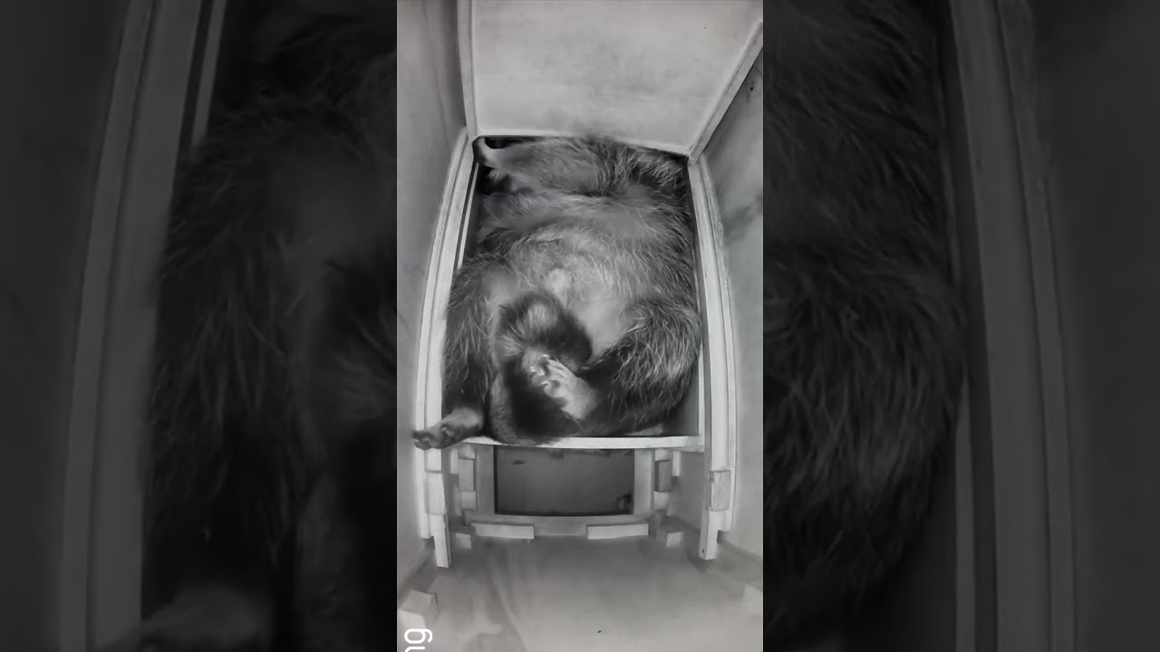 Raccoon Sleeping Cutely (But It’s Still Evil)