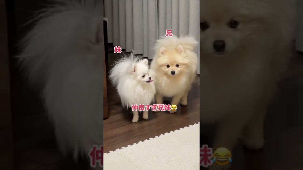 ポメころびページです❁⃘*.゜ ポメラニアン兄妹ころすけ＆ぺこ - YouTube