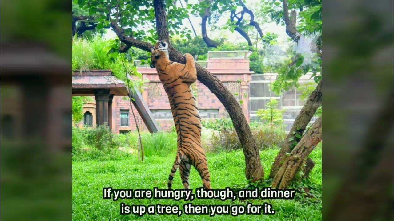 Do Tigers Climb Trees? YouTube