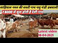 Sahiwal cow new video ( 18-04-2021 ) - Low rate  starting Rs8000 Rathi cow / देसी साहीवाल सस्ती गाय