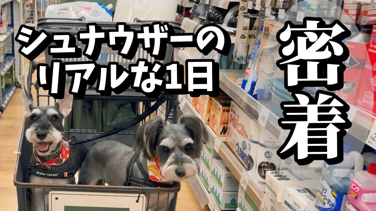 ミニチュアシュナウザーのリアルな1日密着！トリミングからお買い物、トレーニングの姿まで全てが癒される！