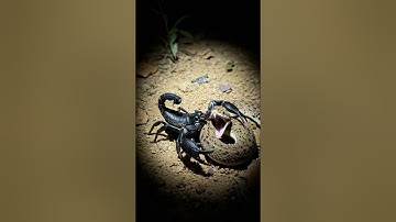Scorpion vs Snake: Deadly Fight for Survival! 🦂🐍 #animalfight #wildlifeentertainment  #snake