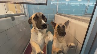 Dallas Animal Services still over capacity, offering free adoption to clear out shelter