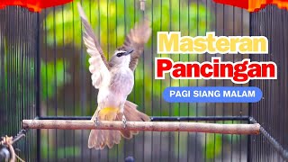 Trucuk Gacor Tarung Ropel Panjang | Pancingan Trucukan agar bunyi Jadikan Trucuk Lain Gacor & EMOSI