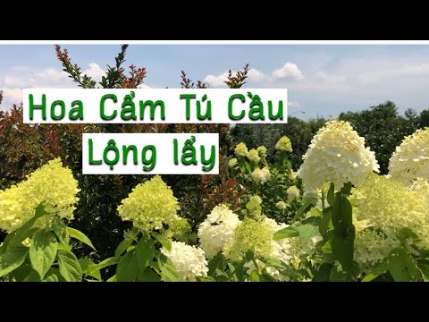 Video: Vườn ươm Vashutino, Cây Cảnh Và Cây Bụi, Hoa