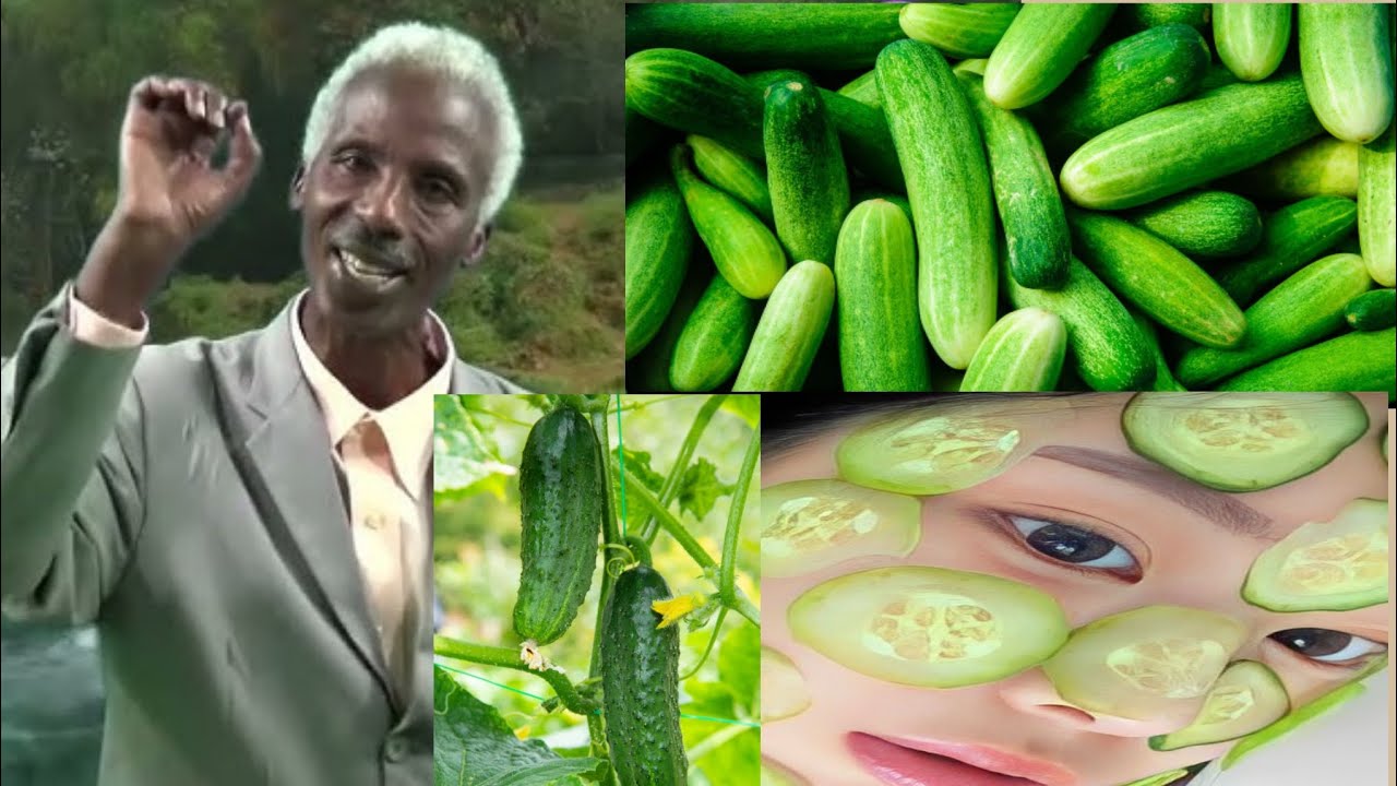 Impamvu ugomba kurya Cucumber buri munsi–Cucumber n’ibanga ry’ubuzima bwiza.#cocombre #cocomber