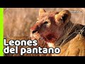 ESTE ECOSISTEMA CREÓ LEONES GIGANTES ESPECIALISTAS EN CAZAR BÚFALOS