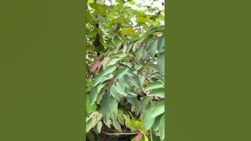 Sòi Tía – Vị thuốc quý giúp kháng viêm, giảm sưng trong áp xe vú #tiensiphuongthaoduoc #thaoduoc