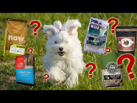 Wie das beste Hundefutter wählen