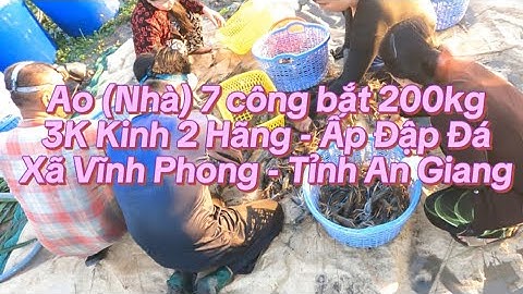 Ao (Nhà Của Tui) 7 công bắt 200kg tôm càng lúc 4h sáng 3K Kinh 2 Hãng Ấp Đập Đá - Xã Vĩnh Phong - AG
