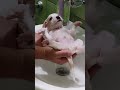 Tiny Cute Puppy Gets His First Shower 🥰