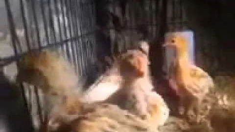 Harlem Shake Chicken Coop