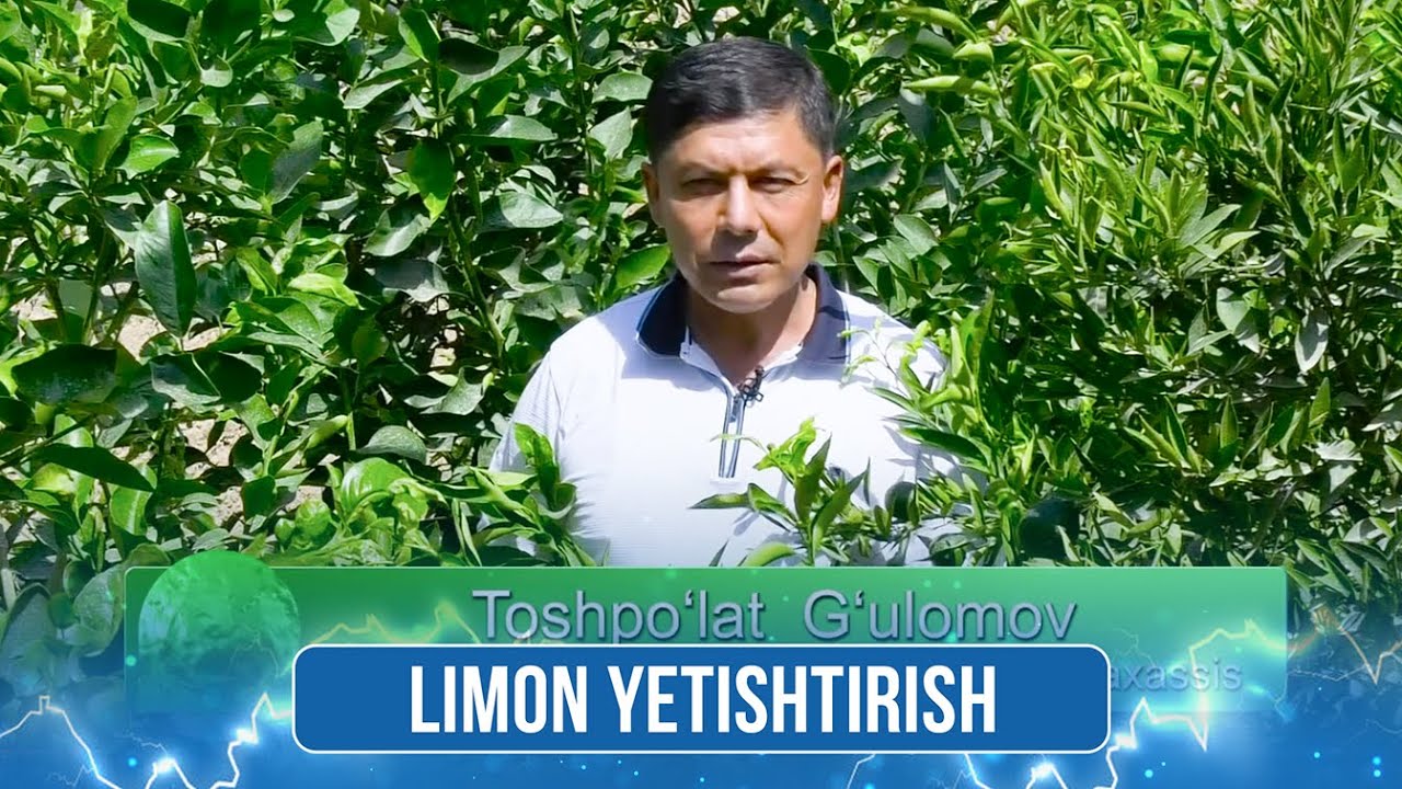Limon yetishtirish I TUPROQ TAFTI (09.10.2025)