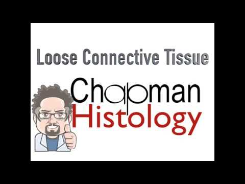 3 Min Histology - Loose Connective Tissue