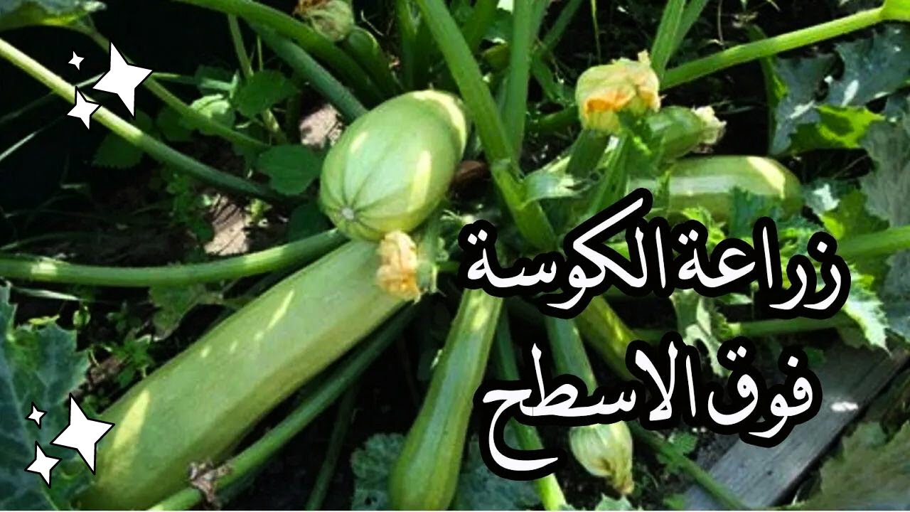 اسهل طريقة لزراعة  الكوسة  في المنزل وفوق الاسطح ومعلومات اول مرة تعرفها عن زراعة الكوسة