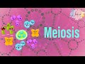 5.5 Meiosis