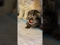 Timelapse anak kucing umur 1  150 hari kitten timelapse kucinglucu catlover