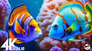 4K Stunning Underwater Wonders of the Red Sea + Relaxing Music - Coral Reefs \& Colorful Sea Life