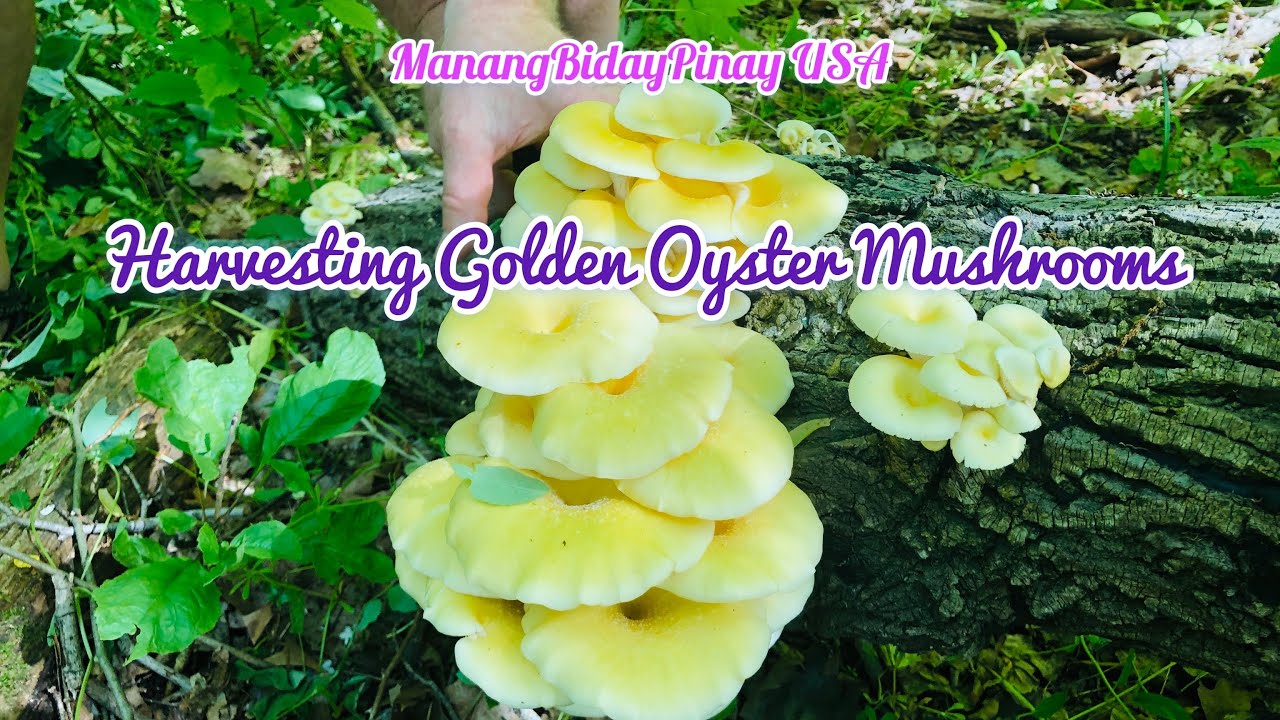 Golden Oyster Mushroom Harvest In Our Forest// Inoculated Logs// The