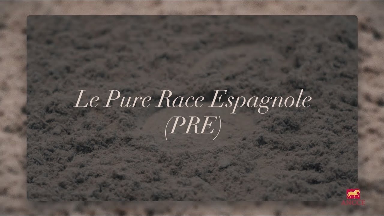 Le Pure Race Espagnole (PRE) | ANCCE