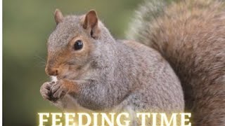 Picnic Table Squirrel Feeder