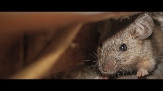Pest Control Southend on sea Essex |01702 680212 | Leigh on sea