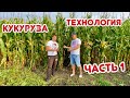 Технология выращивания кукурузы. Наш опыт. Часть 1