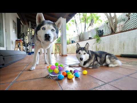 Dogs Go Easter Egg Hunting BUT With Pieces of Steak Inside..