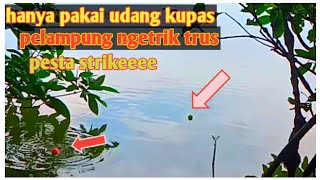 mancing di tambak umpan udang kupas panen kakap putih dan ikan enak