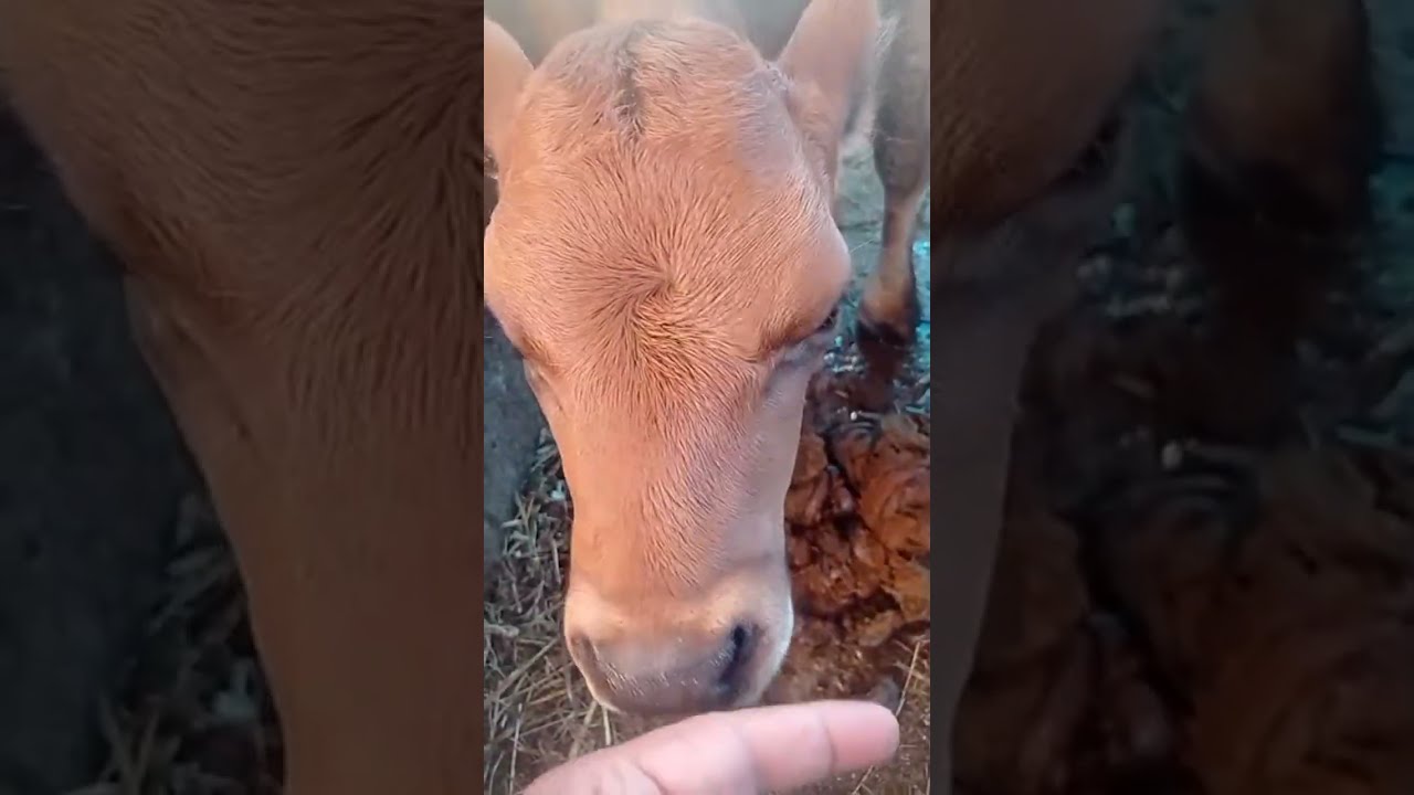 80 ORGANİK buzağı 