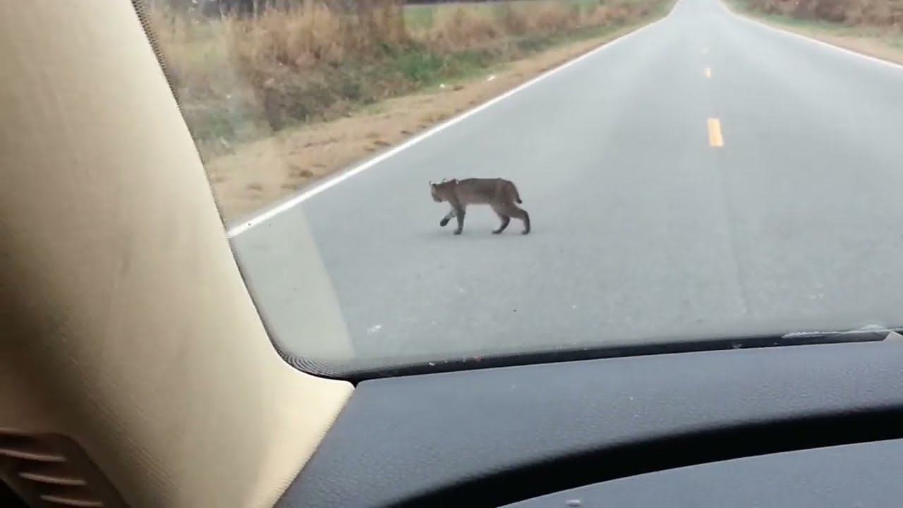 Bobcat, Eastern NC YouTube