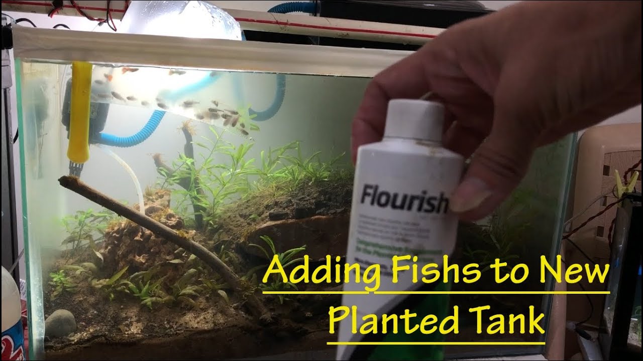 Adding Fishes To Newly Setup Planted Tank Hindi LifeUnderWater 