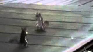 Ninja Squirrels | Crazy Squirrel Fighting Like a Ninja