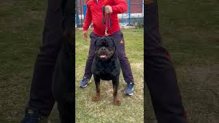 Timit tor Rottweiler from serbia.. #timit_tor #shorts